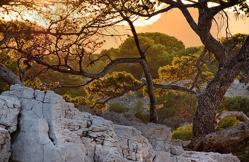 Roche, arbres... heure dorée dans les calanques par Charlottess