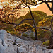 Roche, arbres... heure dorée dans les calanques par Charlottess - Cassis 13260 Bouches-du-Rhône Provence France