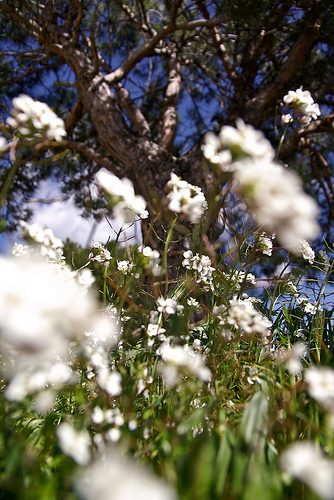 Printemps en provence par Karsten Hansen