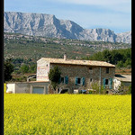 Colza au pied de la Sainte-Victoire par Patchok34 - Chateauneuf le Rouge 13790 Bouches-du-Rhône Provence France