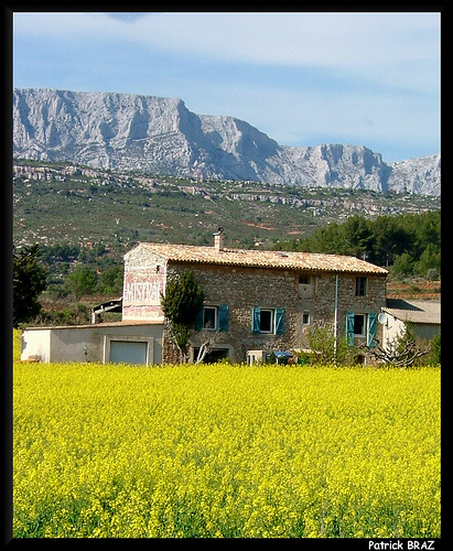 Colza au pied de la Sainte-Victoire par Patchok34