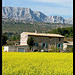 Colza au pied de la Sainte-Victoire by Patchok34 - Chateauneuf le Rouge 13790 Bouches-du-Rhône Provence France