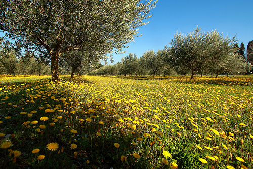 Le printemps est inexorable (P. Neruda) par Boccalupo