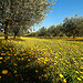 Le printemps est inexorable (P. Neruda) par Boccalupo - Eygalieres 13810 Bouches-du-Rhône Provence France