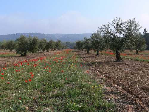 Les coquelicots d'avril au pied des oliviers par photojenico