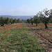 Les coquelicots d'avril au pied des oliviers par photojenico - Fontvieille 13990 Bouches-du-Rhône Provence France
