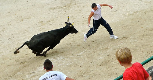 Course camarguaise : so close! by auketts