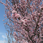Fleurs et parfum... l'arrivée du printemps by cigale4 - Fontvieille 13990 Bouches-du-Rhône Provence France