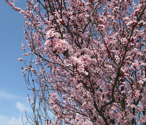 Fleurs et parfum... l'arrivée du printemps par cigale4