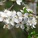 le printemps est bien là ... by cigale4 - Fontvieille 13990 Bouches-du-Rhône Provence France