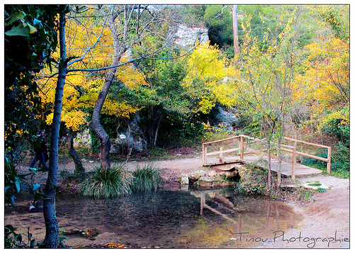 Dans la Forêt de Saint-Pons by Tinou61