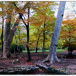 Randonnée dans la forêt de Saint Pons par Tinou61 - Gémenos 13420 Bouches-du-Rhône Provence France