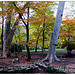 Randonnée dans la forêt de Saint Pons par Tinou61 - Gémenos 13420 Bouches-du-Rhône Provence France