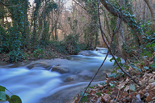 Forêt de Gemenos by steph13170