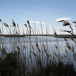 Roseaux en Camargue par mistinguette18 -   Bouches-du-Rhône Provence France