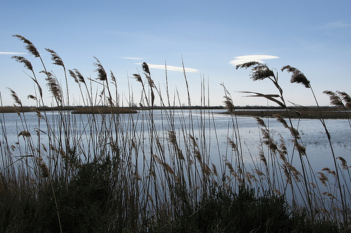 Roseaux en Camargue by mistinguette18