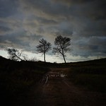 Debouts... les arbres ! par Sabine LACOMBE - Istres 13800 Bouches-du-Rhône Provence France