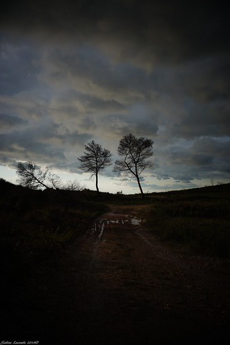 Debouts... les arbres ! par Sabine LACOMBE