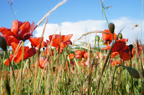 Gentils Coquelicots bien frais by sabinelacombe