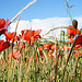 Gentils Coquelicots bien frais par sabinelacombe - La Barben 13330 Bouches-du-Rhône Provence France