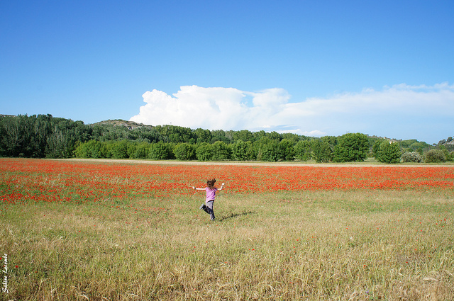 Gentils Coquelicots (Bouches-du-Rhône - La Barben) par sabinelacombe