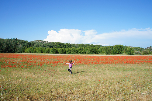 Gentils Coquelicots par sabinelacombe