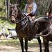 Transhumance rider - tradition by PDGalvin - La Bouilladisse 13720 Bouches-du-Rhône Provence France