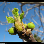 Le printemps du figuier by Pantchoa - La Ciotat 13600 Bouches-du-Rhône Provence France