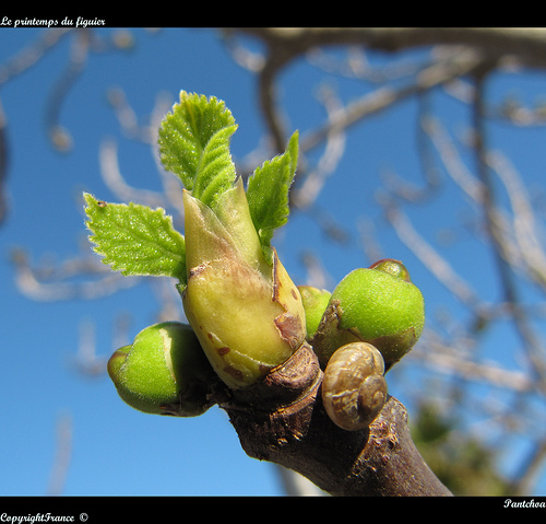 Le printemps du figuier by Pantchoa