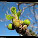 Le printemps du figuier by Pantchoa - La Ciotat 13600 Bouches-du-Rhône Provence France