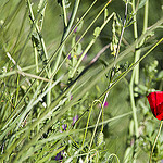 Coquelicot rouge : éphémère et lumineux par feelnoxx - St. Cyr sur Mer 83270 Var Provence France