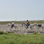 Ballade à cheval en Camargue par Dam.R -   Bouches-du-Rhône Provence France