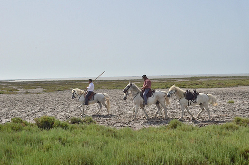 Ballade à cheval en Camargue par Dam.R