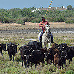 Gardian en Camargue : le chef des taureaux by Dam.R -   Bouches-du-Rhône Provence France