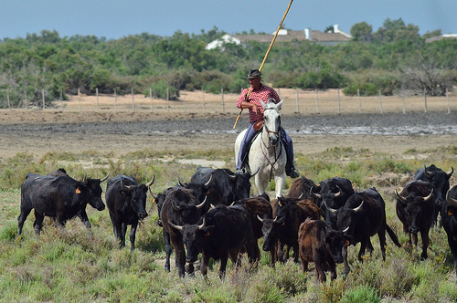 Gardian en Camargue : le chef des taureaux par Dam.R