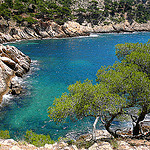 Pins d'Alep dans la Calanque de Méjean par Margotte apprentie naturaliste 5 - Le Rove 13740 Bouches-du-Rhône Provence France