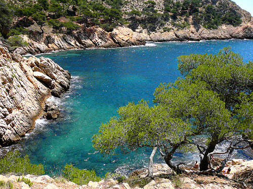 Pins d'Alep dans la Calanque de Méjean by Margotte apprentie naturaliste 5