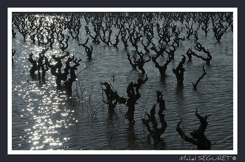 Vignes inondées en Camargue par michel.seguret