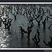 Vignes inondées en Camargue par michel.seguret - Le Sambuc 13200 Bouches-du-Rhône Provence France