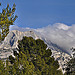 Entre les arbres - Le sommet de la montagne Sainte-Victoire par Charlottess - Le Tholonet 13100 Bouches-du-Rhône Provence France