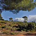 Au loin - la Sainte-Victoire par Charlottess - Le Tholonet 13100 Bouches-du-Rhône Provence France