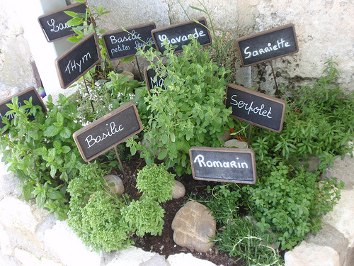 Les Herbes de Provence réunies  par Eduardo & Nara