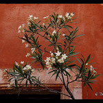 Contraste de couleur : laurier et mur ocre par g_dubois_fr - Les Baux de Provence 13520 Bouches-du-Rhône Provence France