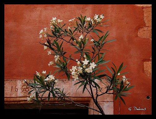 Contraste de couleur : laurier et mur ocre by g_dubois_fr