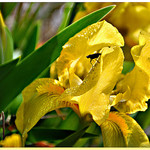 Iris au coeur - Baux-de-Provence by Charlottess - Les Baux de Provence 13520 Bouches-du-Rhône Provence France