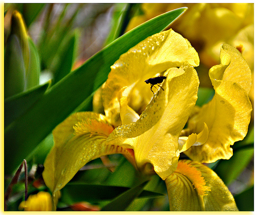 Iris au coeur - Baux-de-Provence par Charlottess