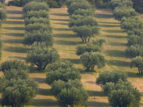 Champ d'oliviers dans les Alpilles par Fanette13