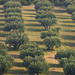 Champ d'oliviers dans les Alpilles par Fanette13 - Les Baux de Provence 13520 Bouches-du-Rhône Provence France