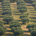 Champ d'oliviers dans les Alpilles by Fanette13 - Les Baux de Provence 13520 Bouches-du-Rhône Provence France