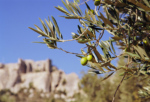 Olives sur fond des Baux de Provence by Zakolin